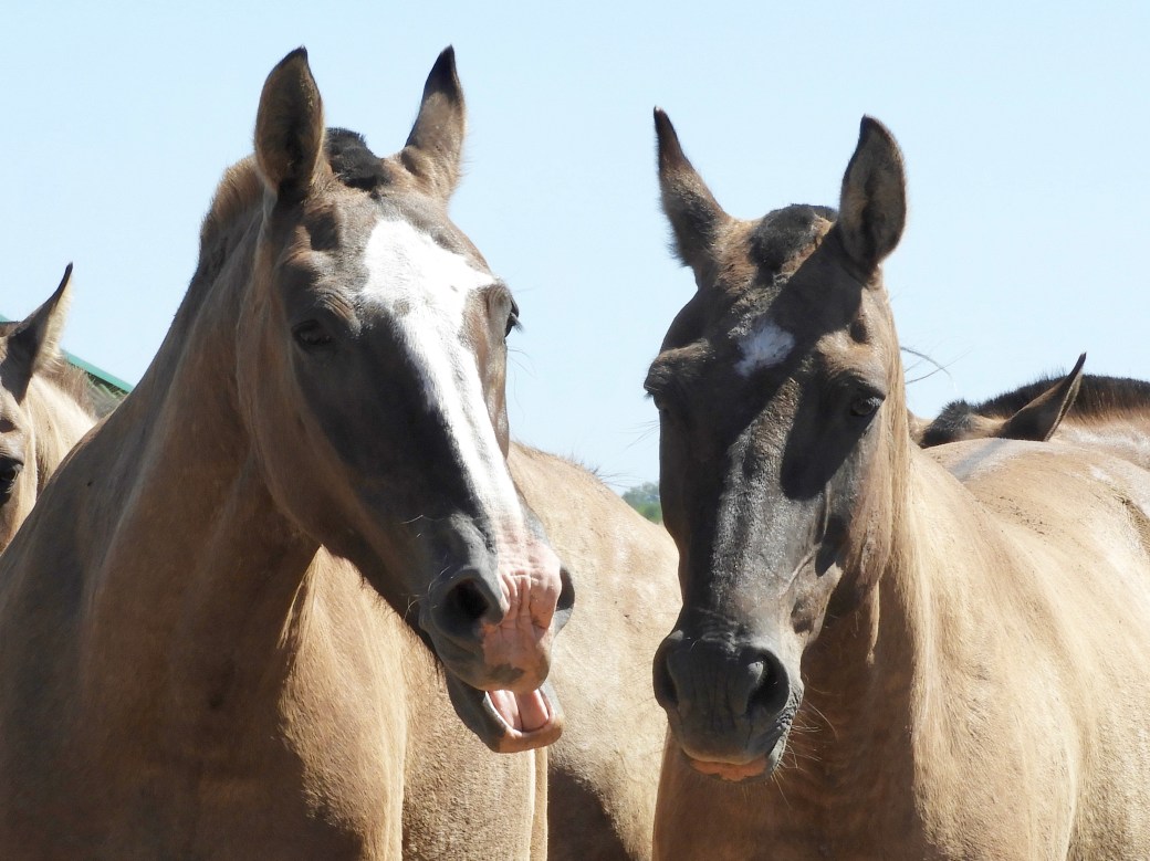 Argentine Horses