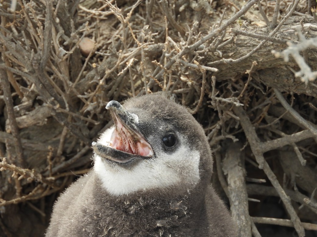 Magellanic Penguin