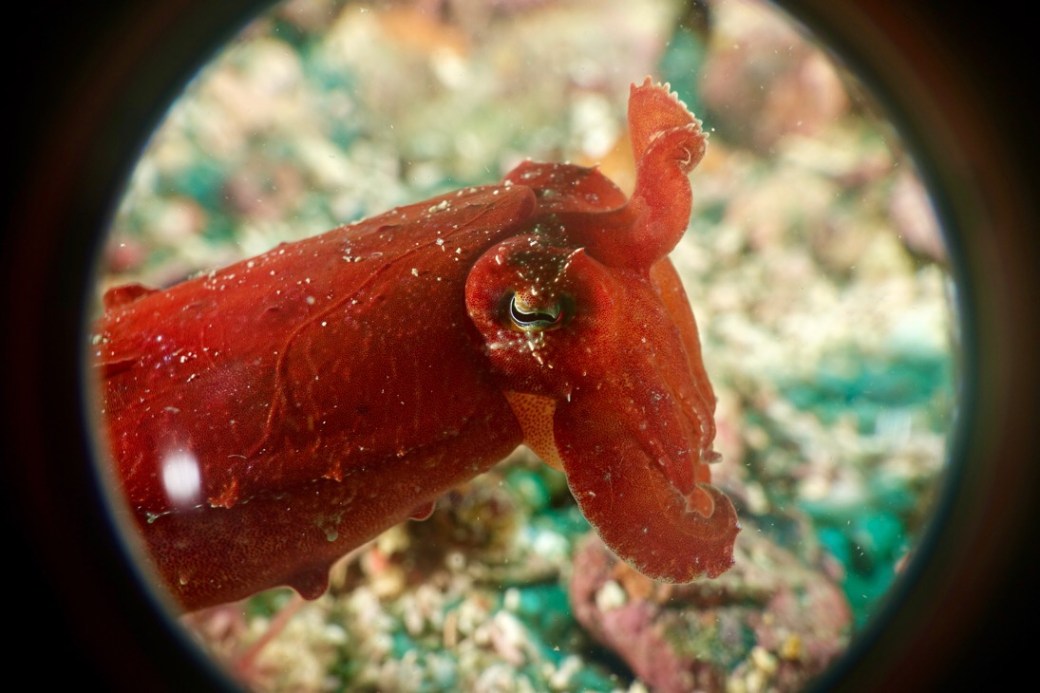 Everyone loves a cuttlefish.