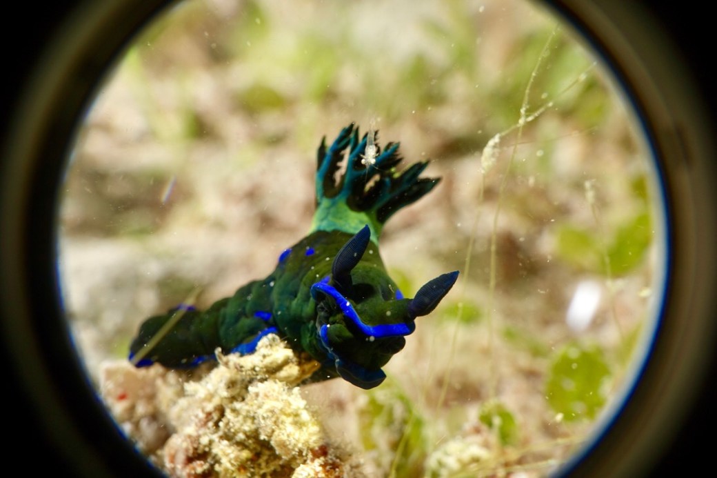 A green and blue nudibranch