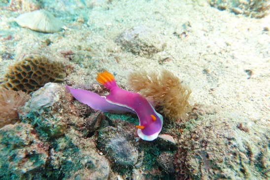 A fushia nudibranch.