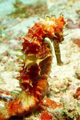 Common seahorses of all colors were welcome sightings.