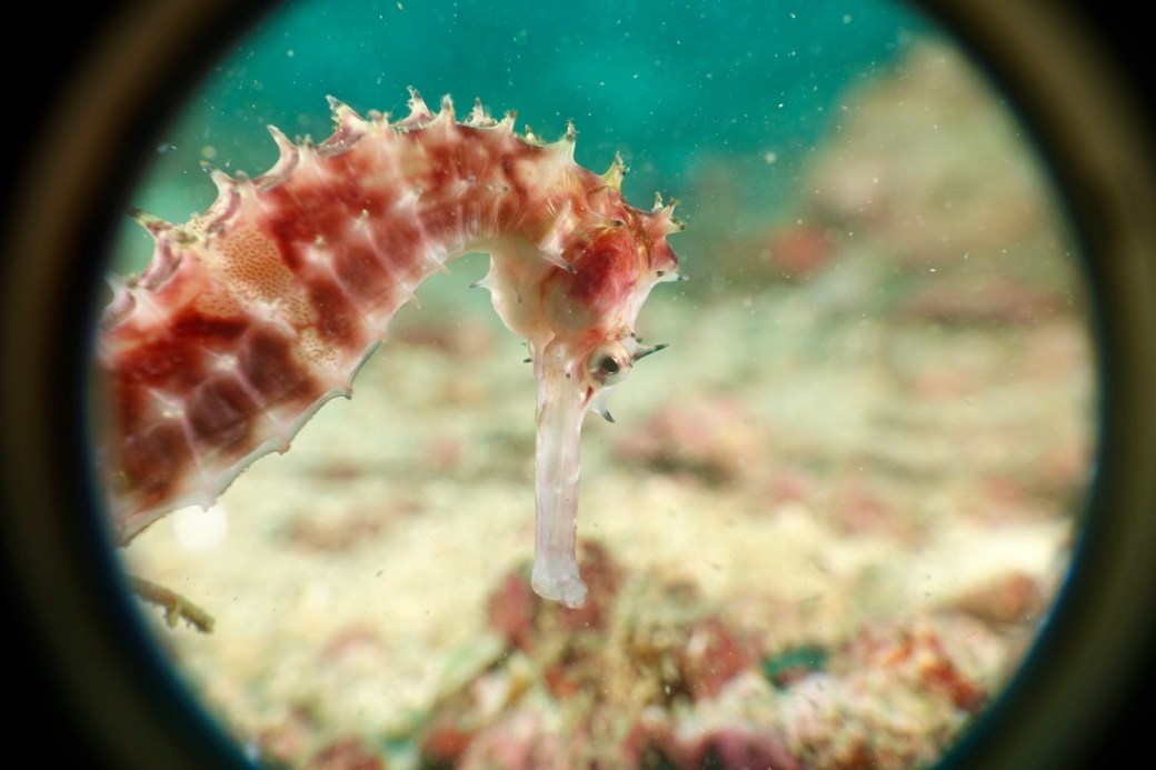 Another beautiful Seahorse