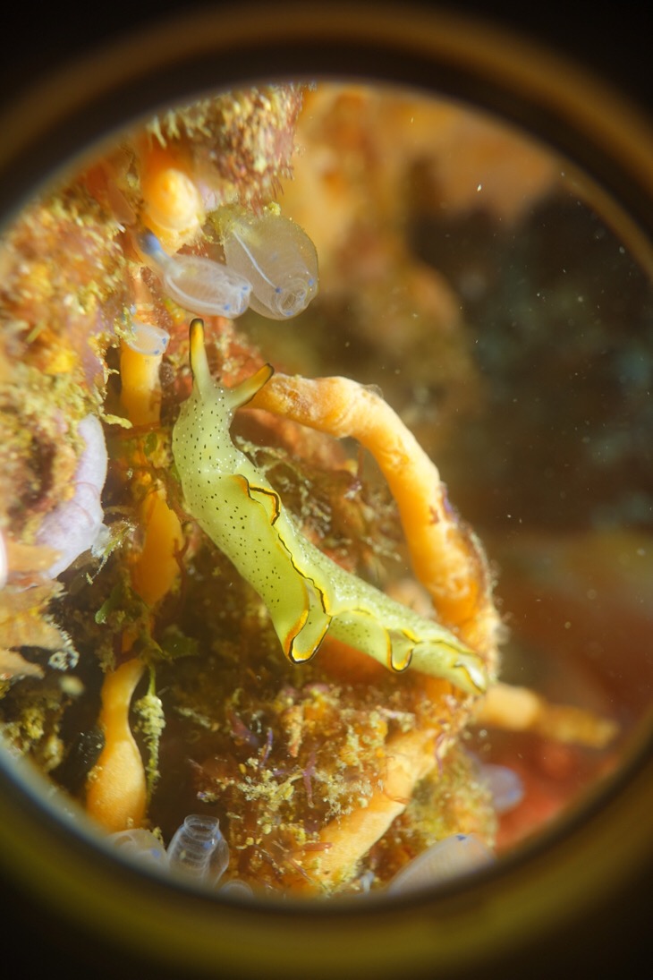 A sea slug, corals, and tunicates