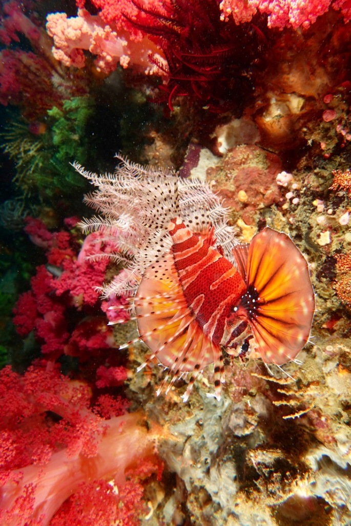 Lionfish, soft corals, crynoids, and rest