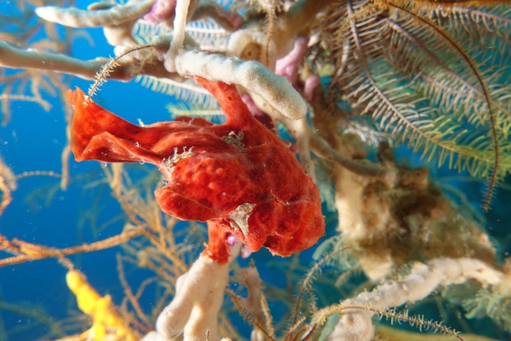 A small orange frogfish On a white sponge.