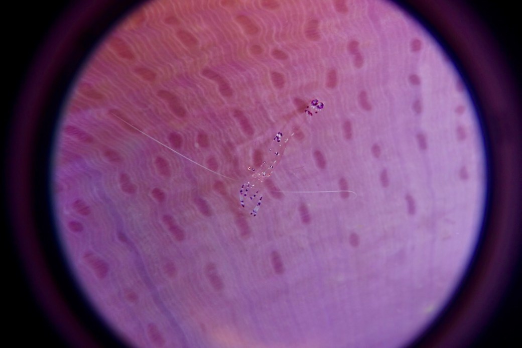 Glass shrimp on the underside of an Anemone