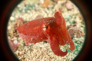 Malapascua Cuddleffish